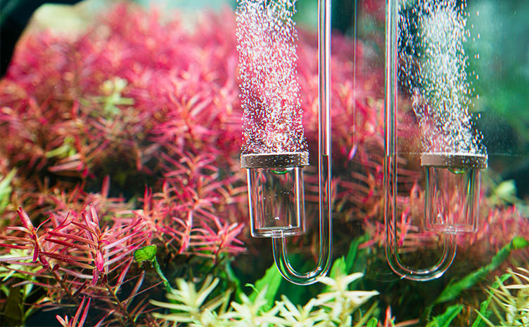 CO2 cho hồ thủy sinh