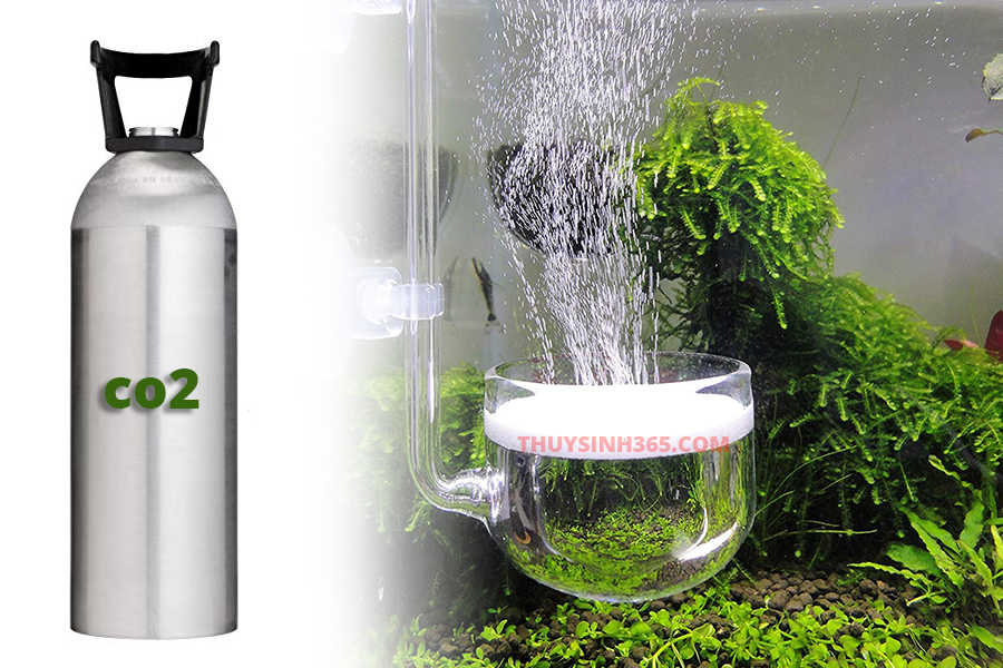 CO2 cho hồ thủy sinh