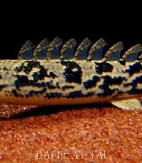 Cá Khủng Long