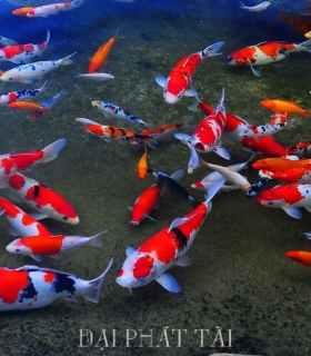 Cá Koi