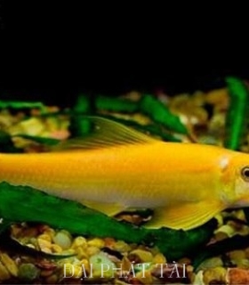Cá Nô Lệ