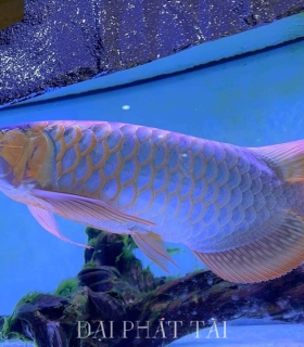 Cá rồng