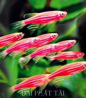 Cá sọc ngựa