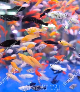 Cá Hạt lựu