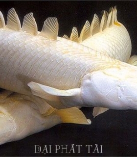Cá khủng long Cửu Sừng
