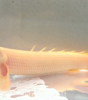 Khủng Long Mắt Đỏ