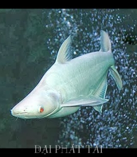 Cá Mập Trắng