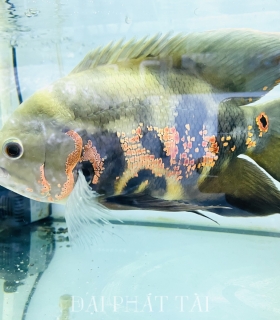 Cá tai tượng long finn