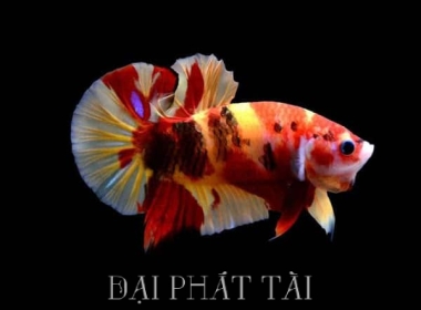 Cá Petta đuôi ngắn