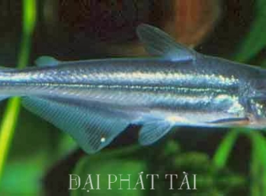 Cá Mập nước ngọt
