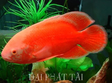 Cá Tai Tượng đỏ