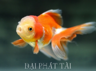 Cá Cảnh 3 đuôi