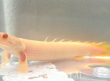 Khủng Long Mắt Đỏ