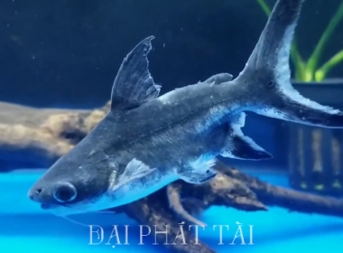 Thành cát tư hãng