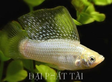 Cá Trân Châu