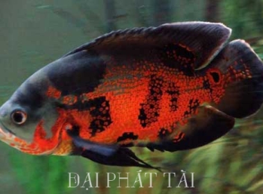 Cá Tai Tượng 