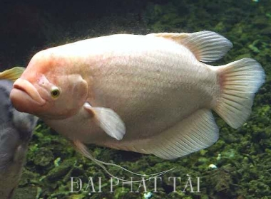 Cá Phát Tài