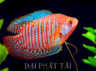 Cá Sặc Gấm