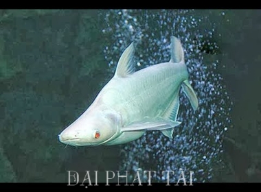 Cá Mập Trắng