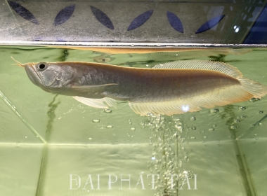 Ngân long amino