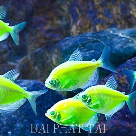 Cá Bườm Màu