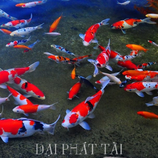 Cá Koi