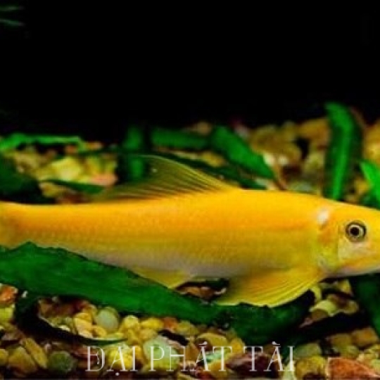 Cá Nô Lệ