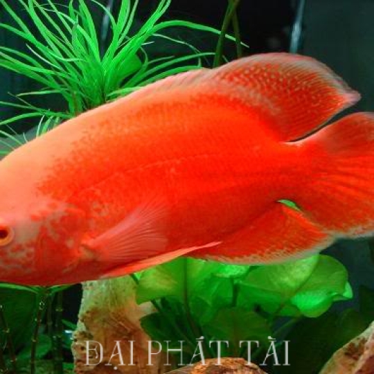 Cá Tai Tượng đỏ