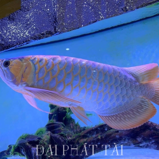 Cá rồng