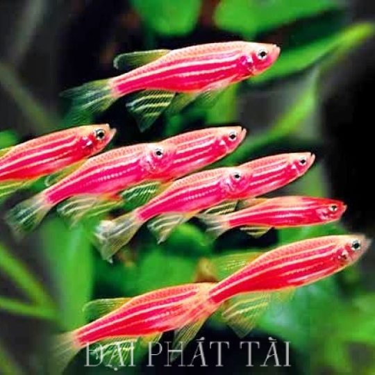 Cá sọc ngựa