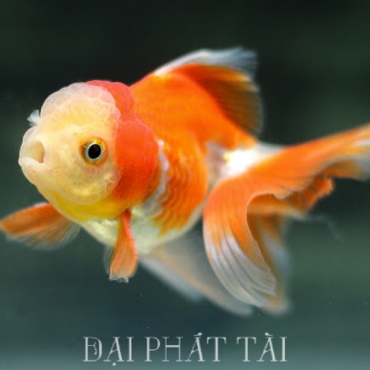 Cá Cảnh 3 đuôi