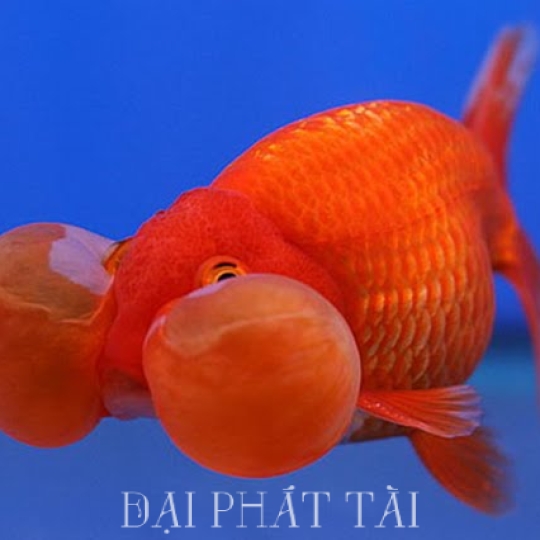 Cá Hồng Kim
