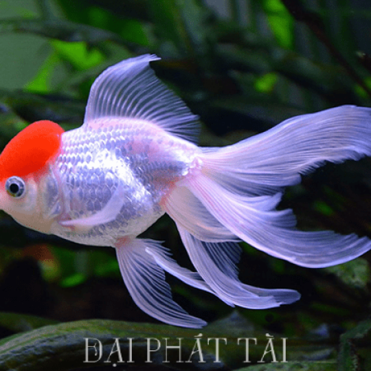 Cá Hạt Đỉnh Hồng