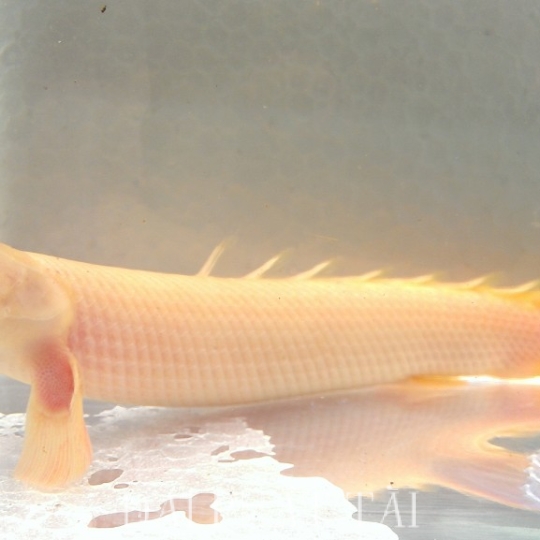 Khủng Long Mắt Đỏ