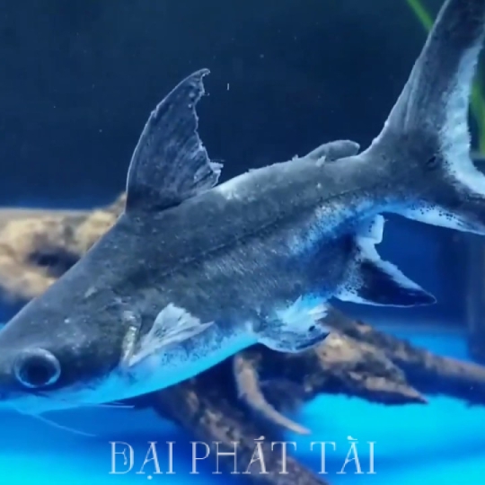 Thành cát tư hãng