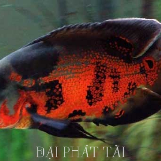 Cá Tai Tượng 