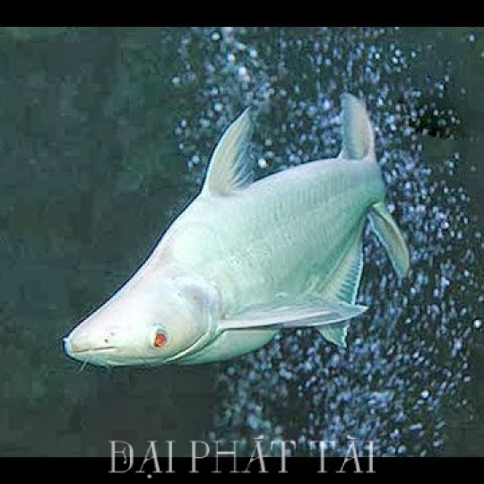 Cá Mập Trắng