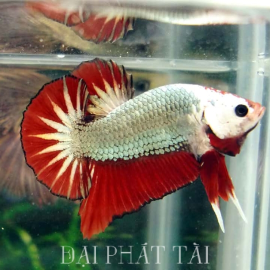 Cá Petta đuôi ngắn