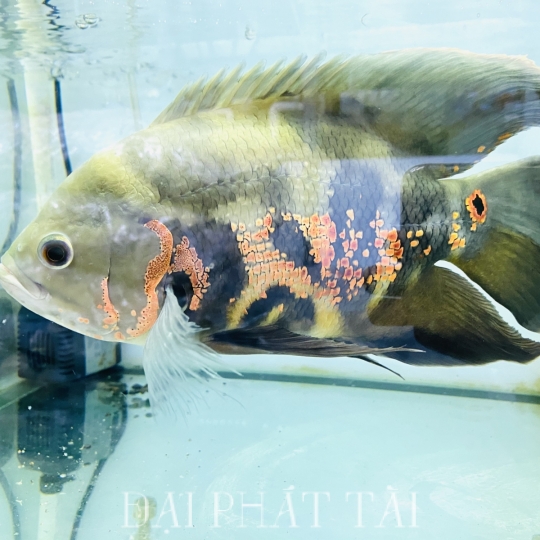 Cá tai tượng long finn